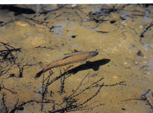 明神池一ノ池にいた岩魚