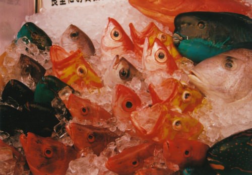 色とりどりの魚