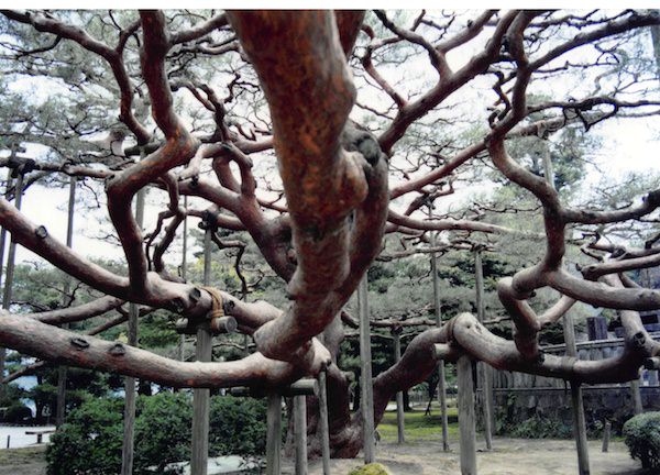 兼六園の立派な松