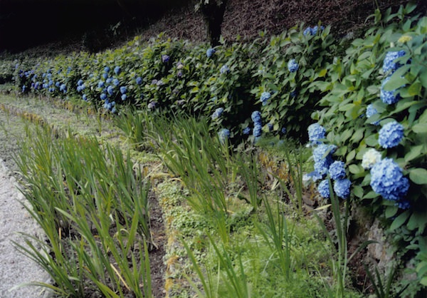 卯辰山花菖蒲園