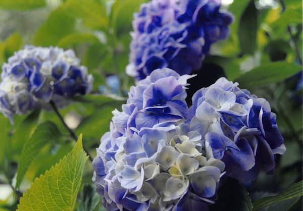 紫陽花