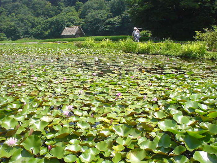 初夏の白川郷では蓮の花が咲いている
