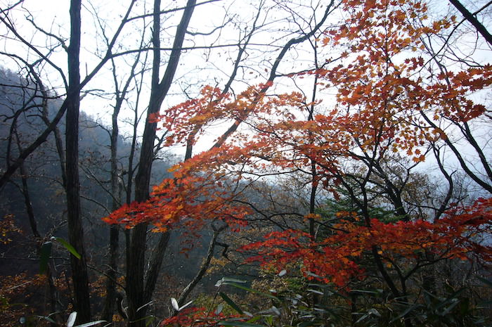 紅葉