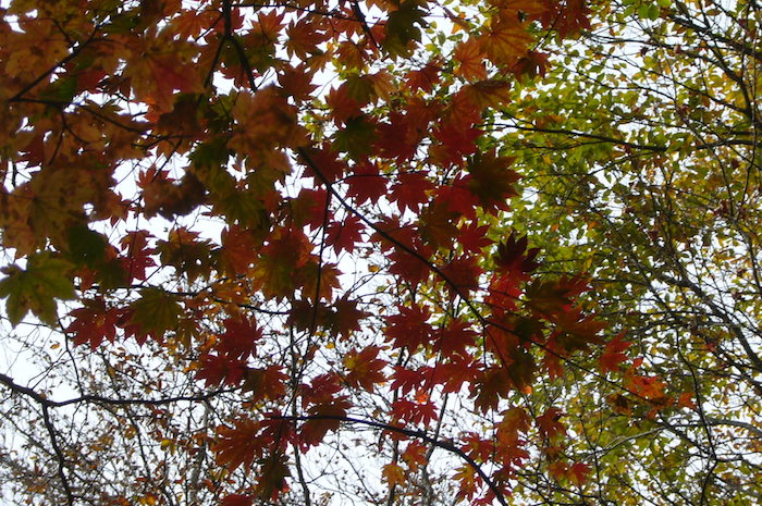 下山中に紅葉がいっぱい