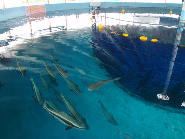 魚の養殖所