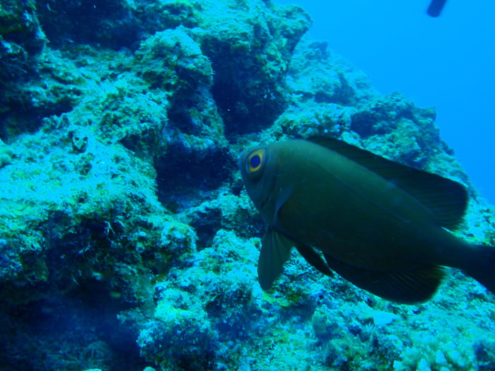 デカイ目の魚