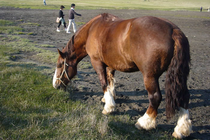 草千里ヶ浜の牛馬