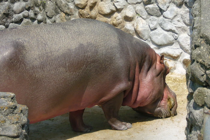 山地獄にいたカバ