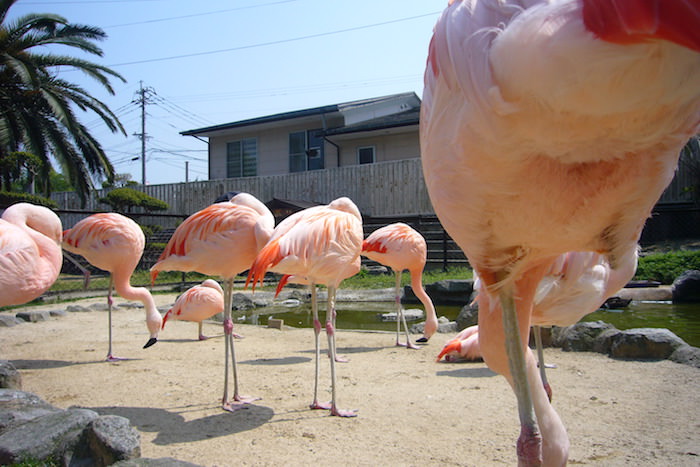 山地獄にいたフラミンゴ