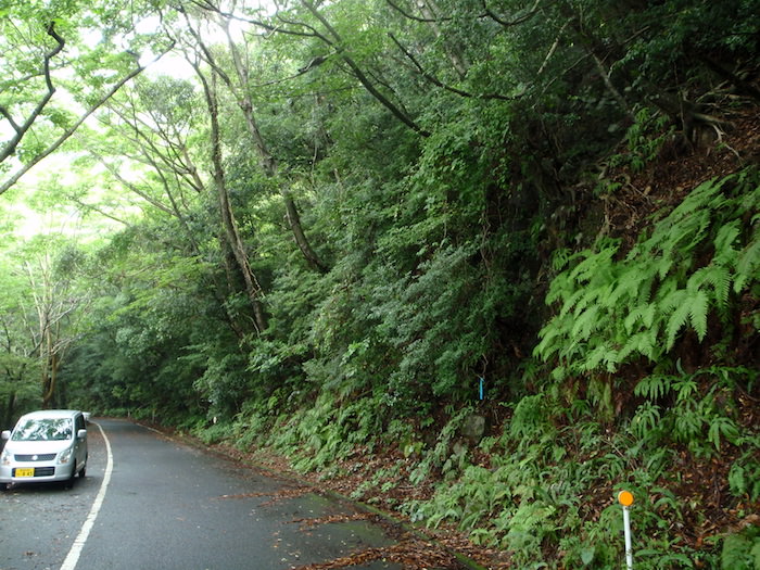 屋久島ドライブ