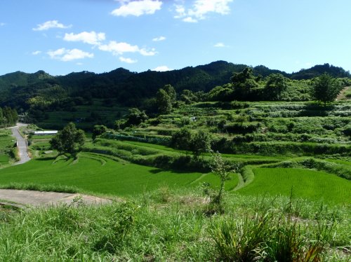 飛鳥葛城 稲渕の棚田