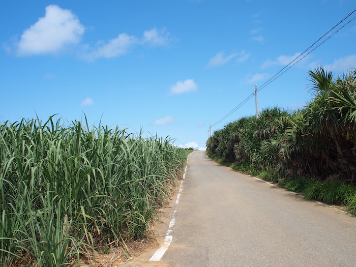 与那国島 さとうきび畑