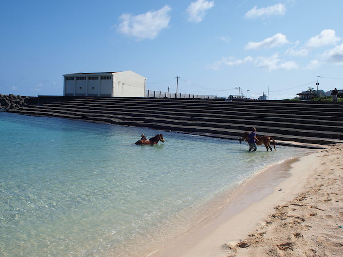 与那国島ナーマ浜に馬