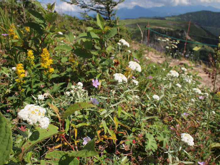美ヶ原高原の高山植物