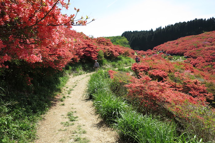 大和葛城山ツツジ園に向かって歩く