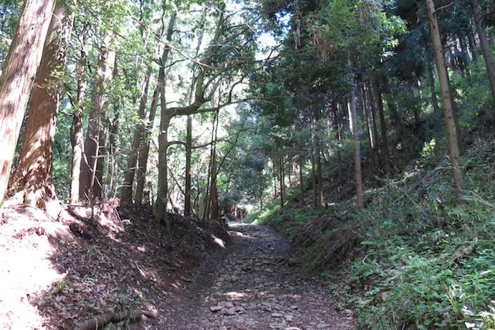 森林は涼しいが…