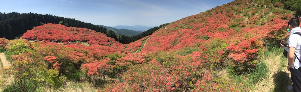 大和葛城山ツツジ園