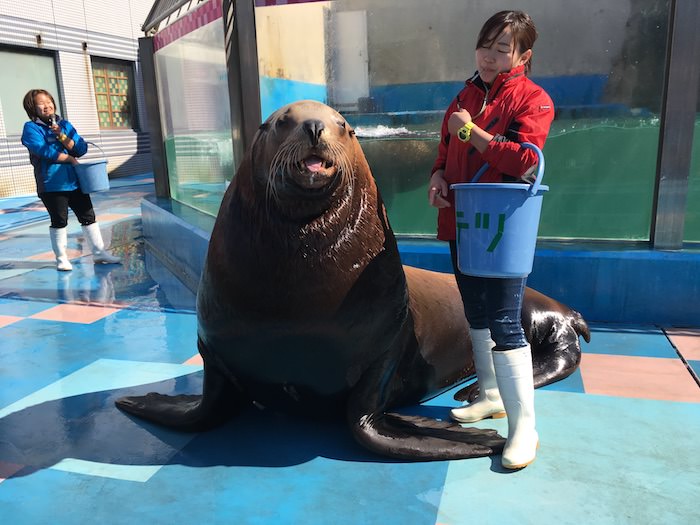 IMG_6552.JPG 巨大な海獣トド