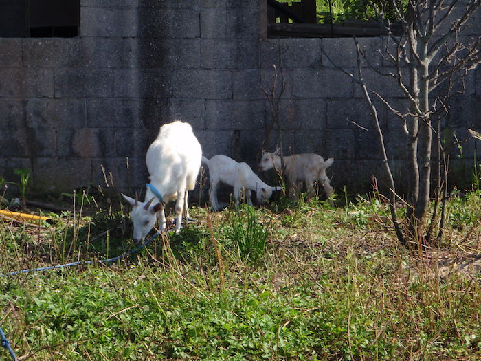 飼いヤギ@波照間島