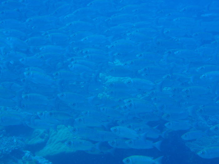 魚の群れ - グラスランド - パラオダイビング