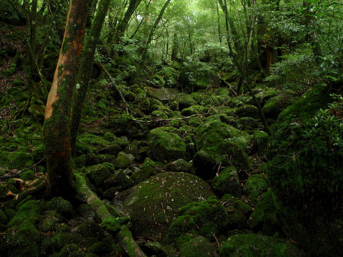 苔の世界 - 白谷雲水峡トレッキング