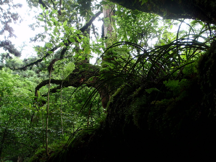 原始の森 - 白谷雲水峡トレッキング