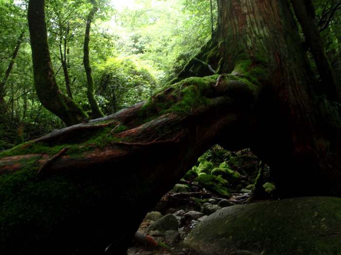 苔の世界 - 白谷雲水峡トレッキング