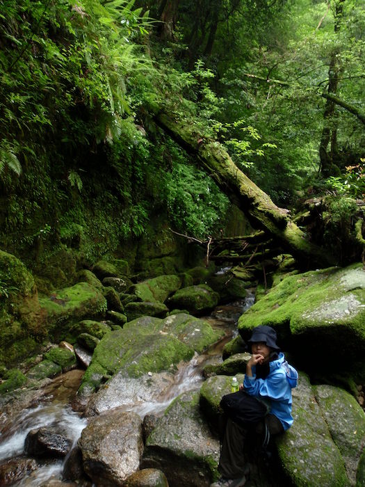 苔の森に川 - 白谷雲水峡トレッキング
