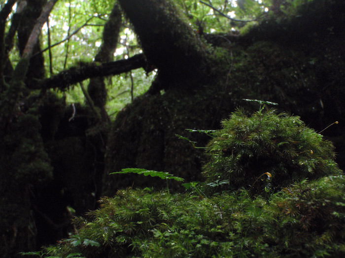 苔の世界 - 白谷雲水峡トレッキング