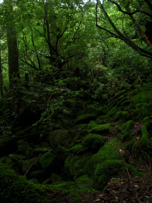 苔の世界 - 白谷雲水峡トレッキング