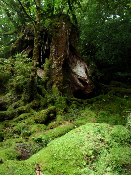 苔の世界 - 白谷雲水峡トレッキング