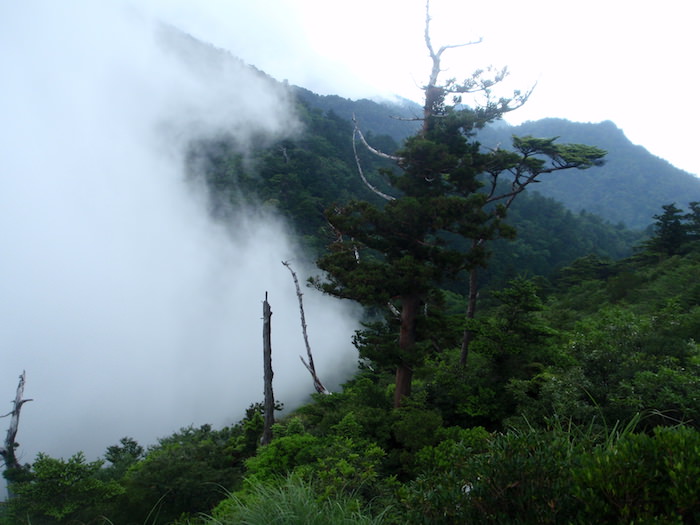 太鼓岩を目指す - 白谷雲水峡トレッキング