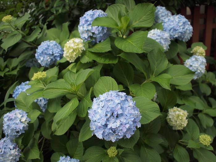 紫陽花