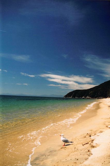 エイベル タスマン コースト トラック Abel Tasman Coast Track Nz個人トレッキング記録 やまむブログ