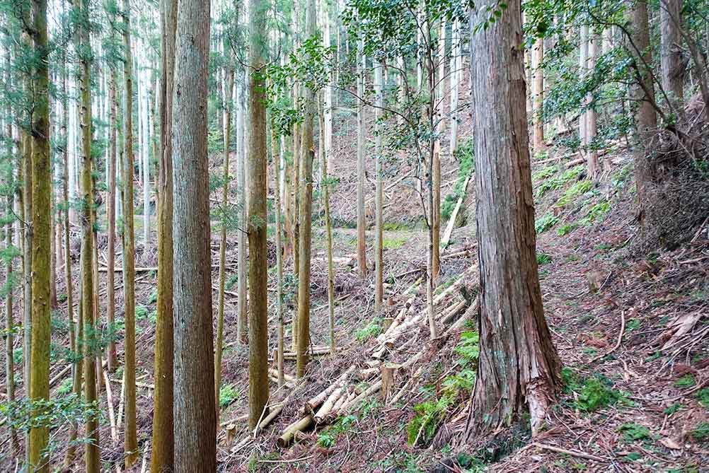 三上山 山頂の道コース