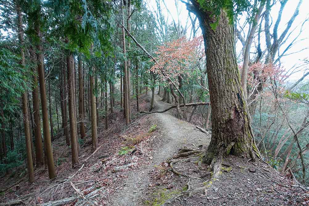 三上山 かいがけの道
