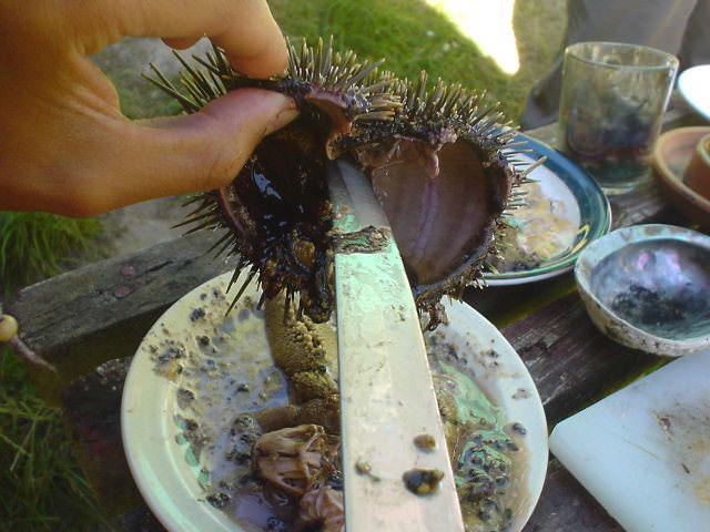 ウニを採って食べてみた - ニュージーランド