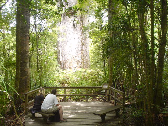 カウリの森 - ニュージーランド