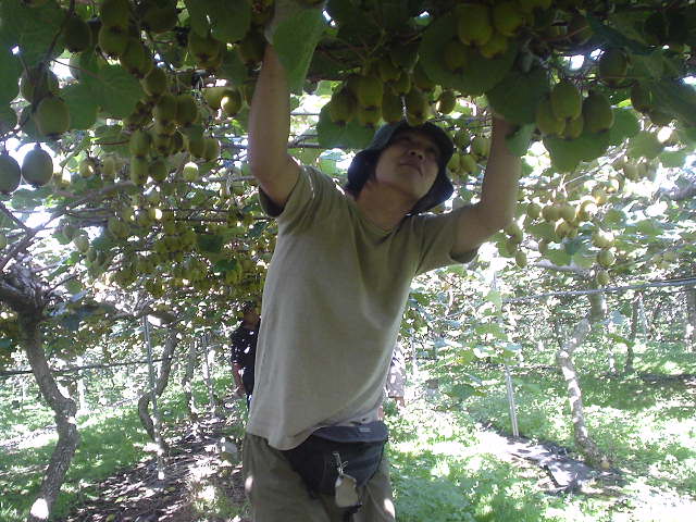 ケリケリで果樹園仕事 - ニュージーランド