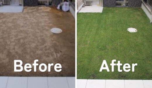 【芝生の育て方】土作りから種まき、手入れまで！我が家の実践記録