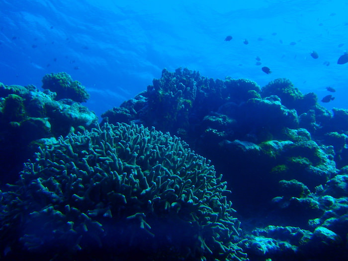 サンゴ＠波照間島ダイビング