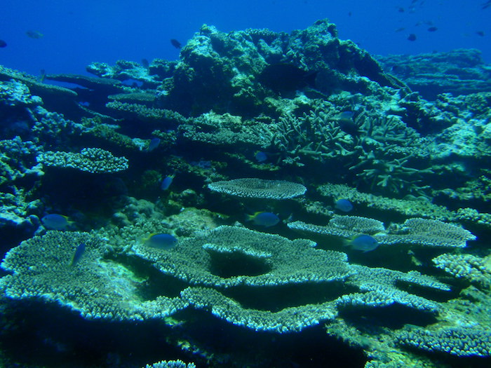サンゴ＠波照間島ダイビング