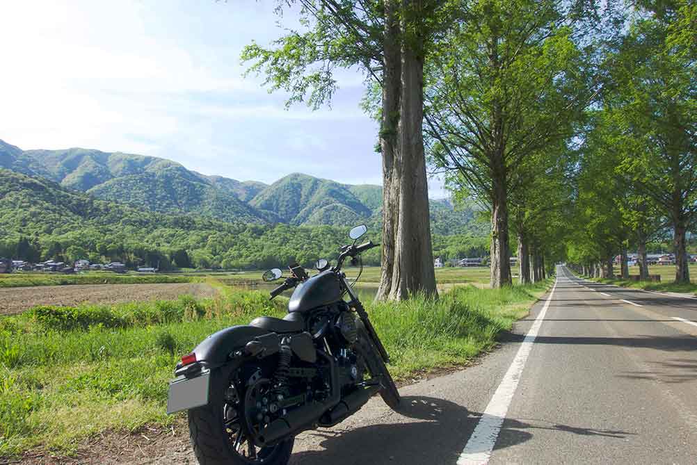 メタセコイア並木と愛車で写真撮影