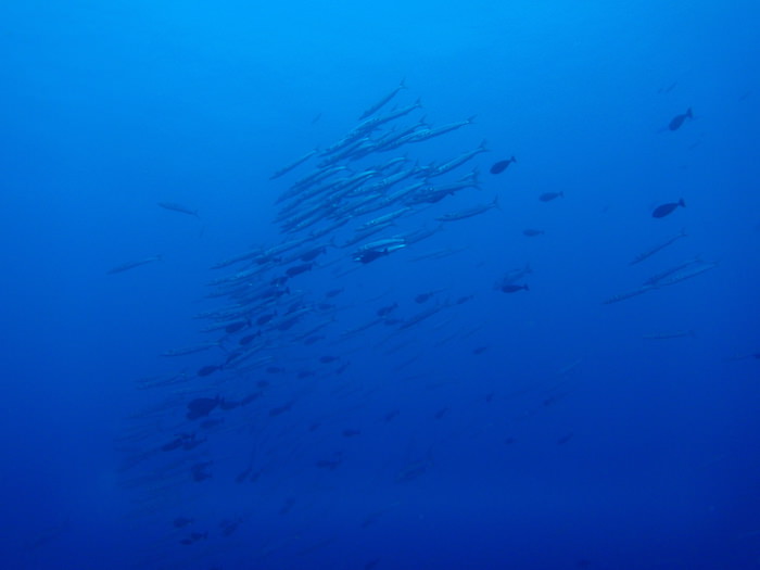 魚の群れ - グラスランド - パラオダイビング