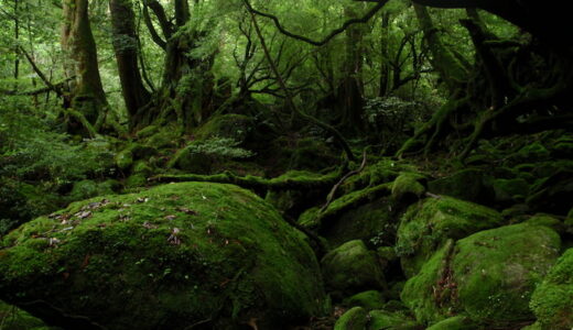 もののけ姫の森 - 白谷雲水峡トレッキング