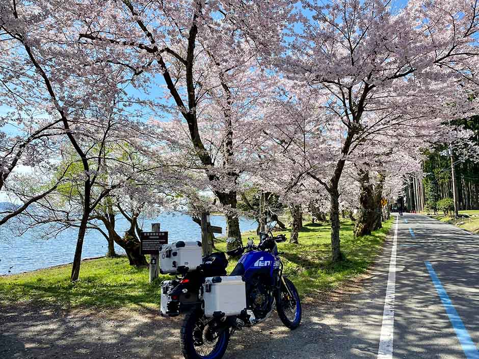 海津大崎の桜とバイク